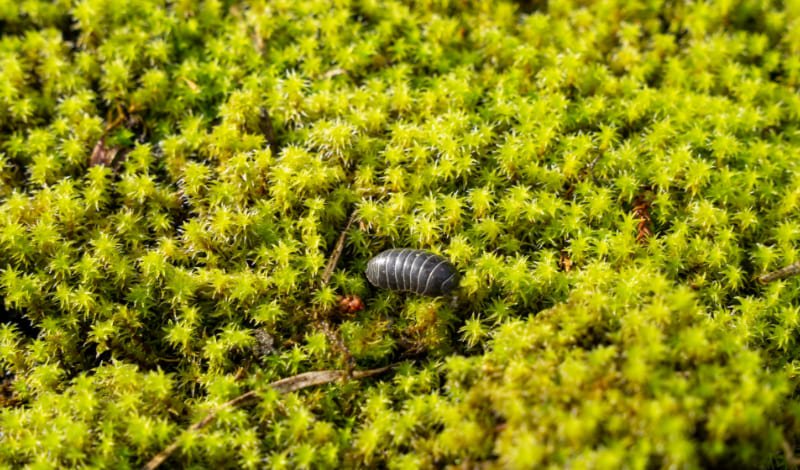 住宅付近で見かけるダンゴムシは外来種-アイキャッチ