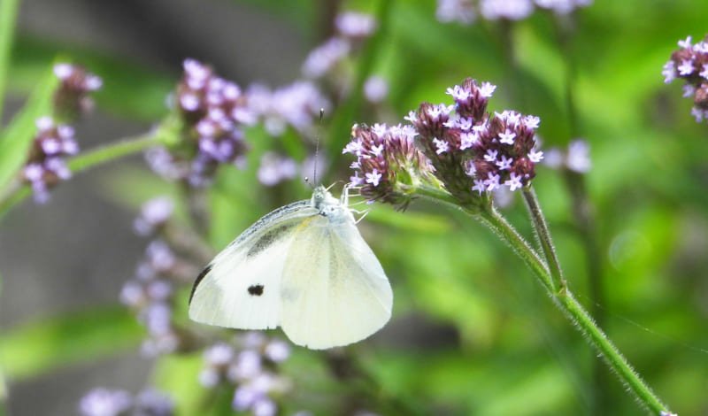『モンシロチョウは奈良時代にやって来た外来種』-アイキャッチ