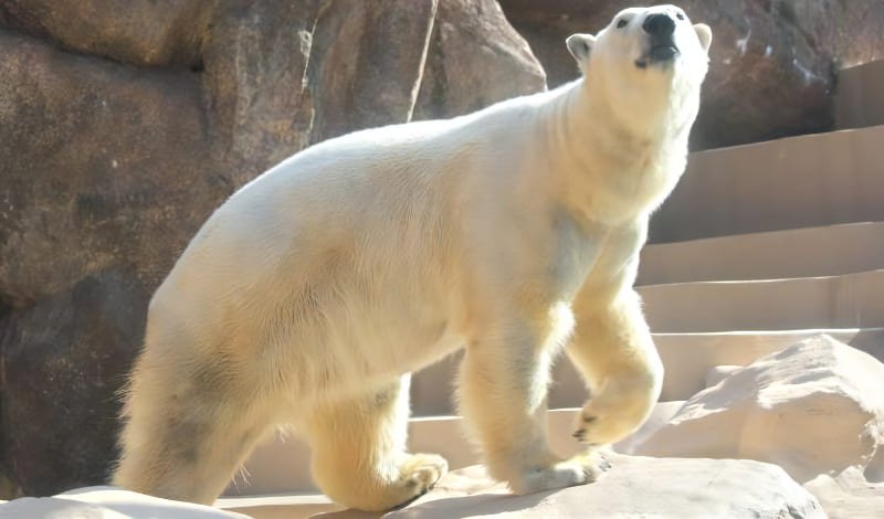 『ホッキョクグマの肌は黒くて毛は透明』-アイキャッチ