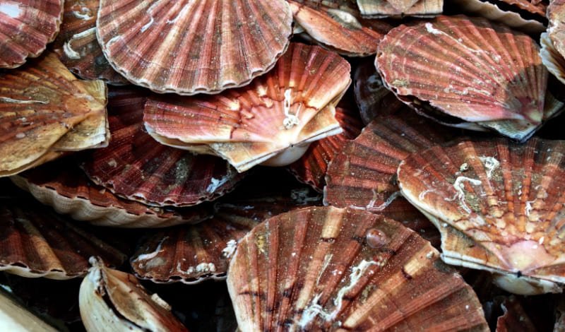 『ホタテが実は水中を時速50キロで泳ぐ！』-アイキャッチ