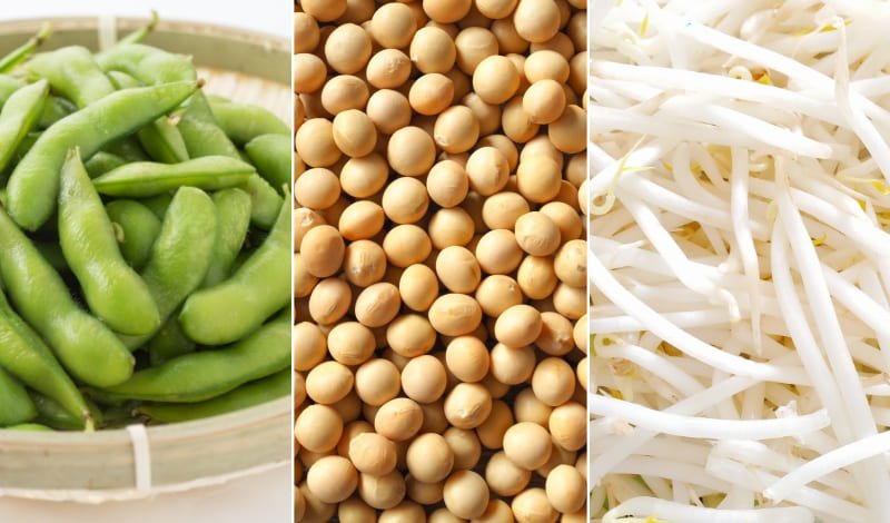 『同じ種子から生まれる異なる姿！ 枝豆、もやし、大豆の驚きの関係』アイキャッチ