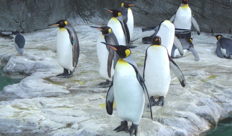 『王室親衛隊の名誉連隊長はペンギン』-アイキャッチ