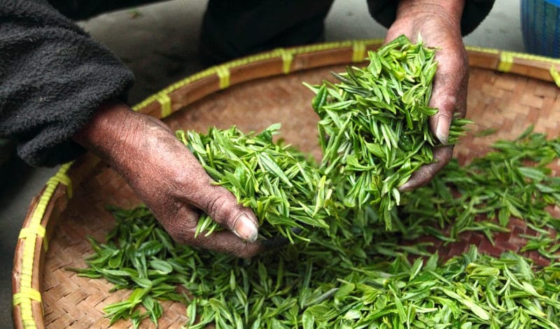 緑茶・紅茶・烏龍茶は同じ葉っぱ-アイキャッチ