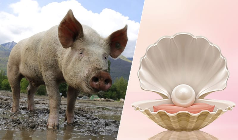 豚に真珠の意味とは-アイキャッチ