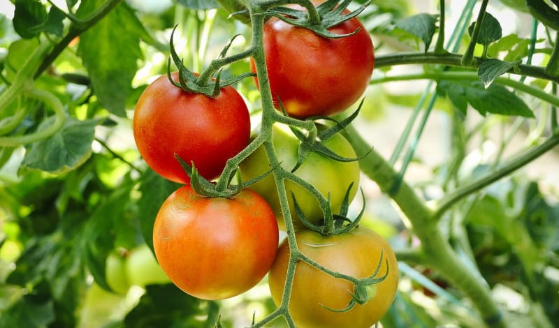 トマトはなぜ赤くなるのか？-アイキャッチ