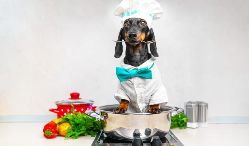 犬の食事-アイキャッチ