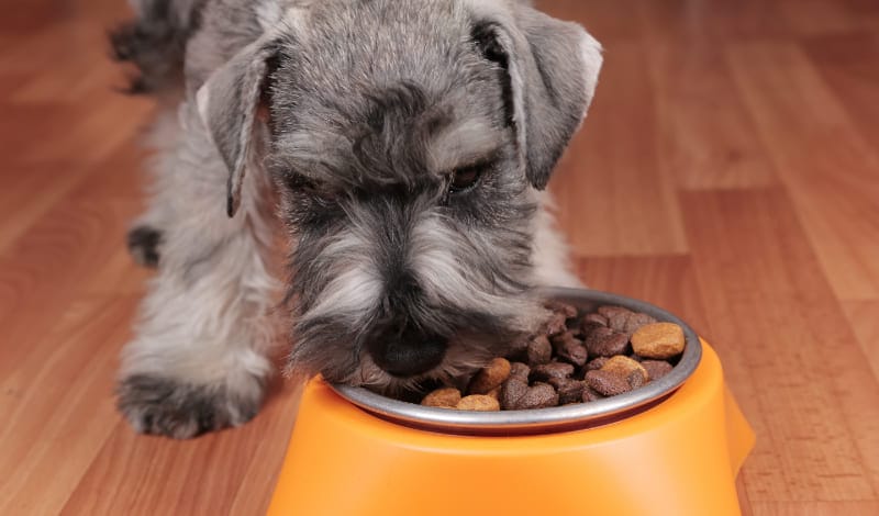 犬の食事-アイキャッチ