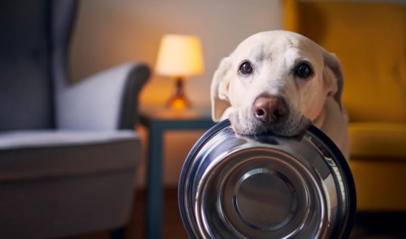 犬の食事-アイキャッチ