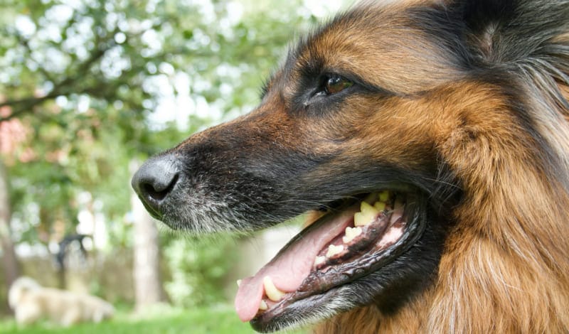 犬のアイキャッチ