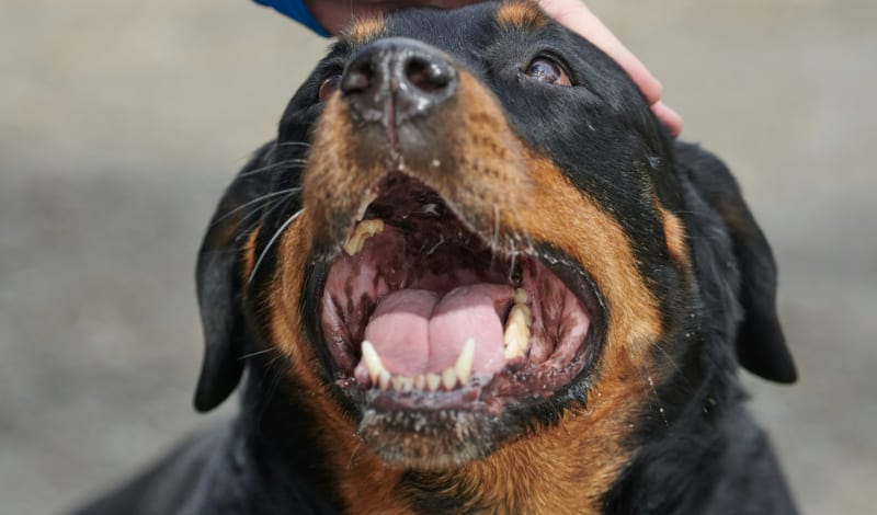 犬のアイキャッチ