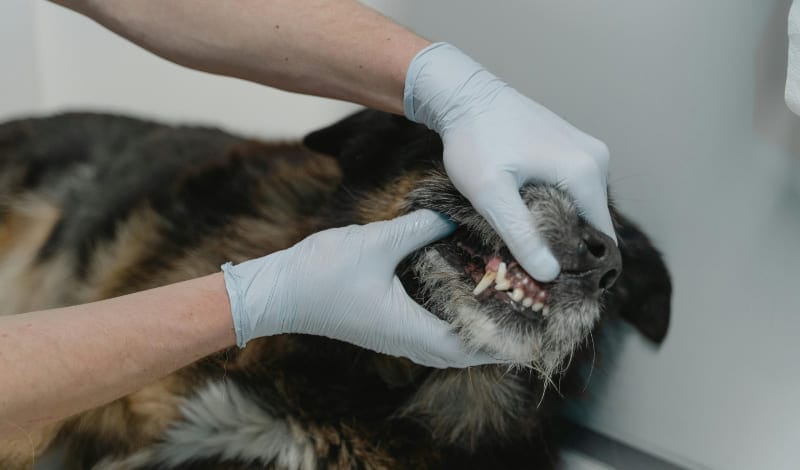 犬のアイキャッチ