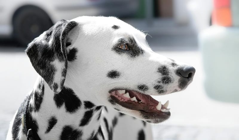 犬のアイキャッチ