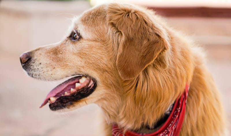 犬のアイキャッチ